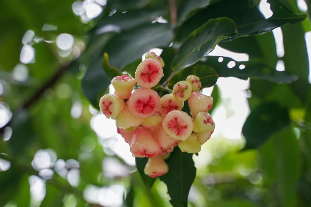 想知道荔園有多少種水果嗎？來，了解一下這所“水果大學”！